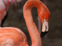 Rosa Flamingo Portrait